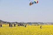 '제3회 영암 월출산 유채꽃 축제' 오는 14일 개막