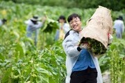 KT&G, 잎담배 수확 봉사활동