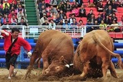 청도군, ‘민속 소싸움대회’ 논란 속 재개 결정