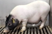 세계 첫 돼지 간 이식 '담즘 기능 입증'