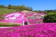 산청 생초국제조각공원서  '꽃잔디 축제' 개최