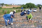 전남 무안 양파농가 봉사활동