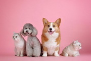 반려동물 350만 시대…고양이 등록 급증