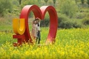 고양시 '창릉천 유채꽃 축제' 20일 개막