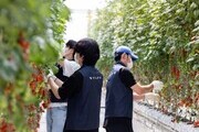 볼보자동차코리아, 발달장애 청년 일터 ‘푸르메소셜팜’서 봉사활동