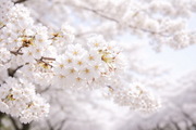 벚꽃 속도 붙었다…예년보다 빠른 ‘봄 질주’