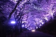 하동 화개 십리벚꽃길...환상적인 야간 경관조명 