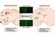 포항공대 연구팀, 당뇨잡는 단백질로 치매 치료법 개발