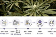 식약처, '자가 치료용 대마 성분 의약품' 구매 안내