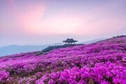 4년 만에 열리는 '산청황매산철쭉제' 개최