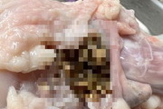 대형마트 하림 생닭서 벌레유충이 '우글우글'