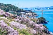 남해대교 개통 50주년 기념 '꽃 피는 남해' 이벤트 개최
