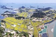  신안 '팔금 섬 유채꽃축제' 개최
