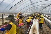 아산자원봉사센터, 논산 수해복구 봉사활동