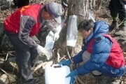 뼈에 좋은 봄의 기운 '하동 고로쇠 수액' 맛보세요