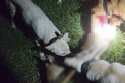 야생동물 잔혹 사냥한 남성 '징역 2년'