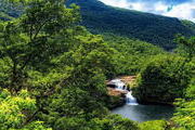 Iriomote Island limits number of visitors to protect wildcat